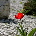 crer jardin galets