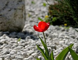 crer jardin galets