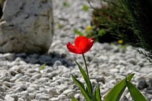 crer jardin galets