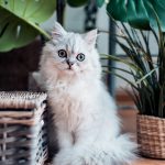 chat blanc à poils long assis près de plantes et de paniers