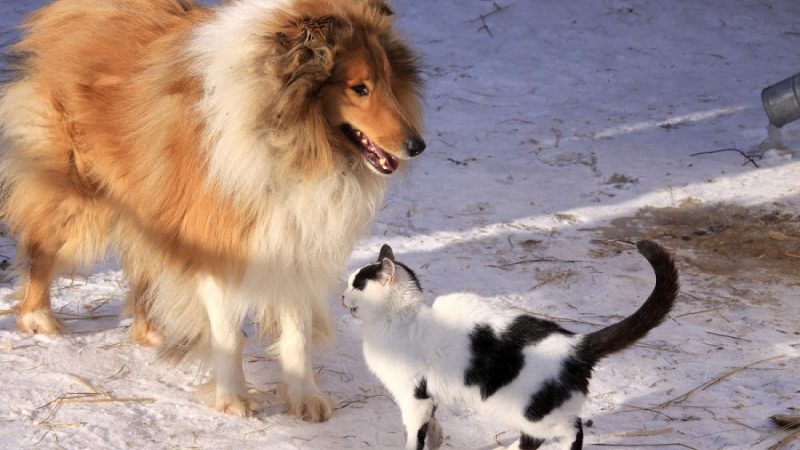 Enlever les poils de chats et de chiens très facilement