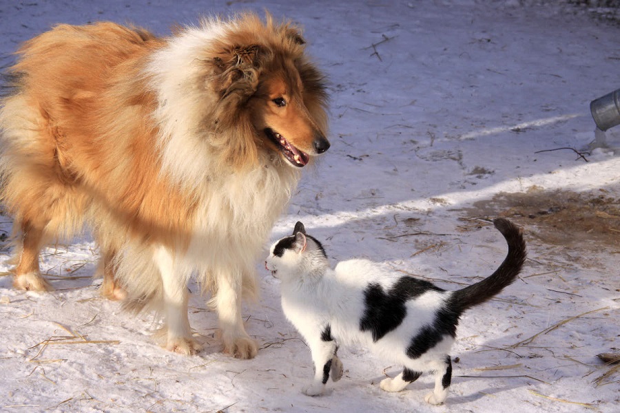 Enlever les poils de chats et de chiens très facilement